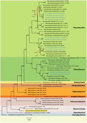 Four novel species of Pleurotheciaceae collected from freshwater habitats in Jiangxi Province, China